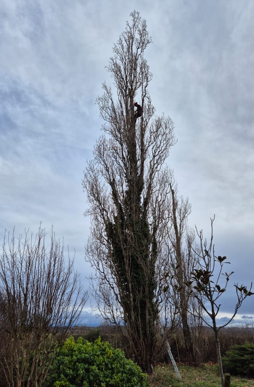 Elagage d'un peuplier